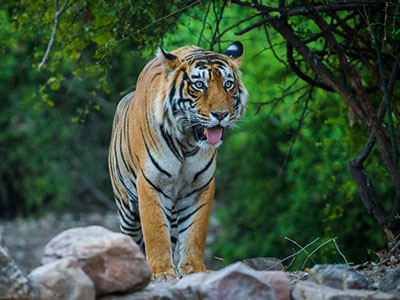 RANTHAMBORE-TOUR